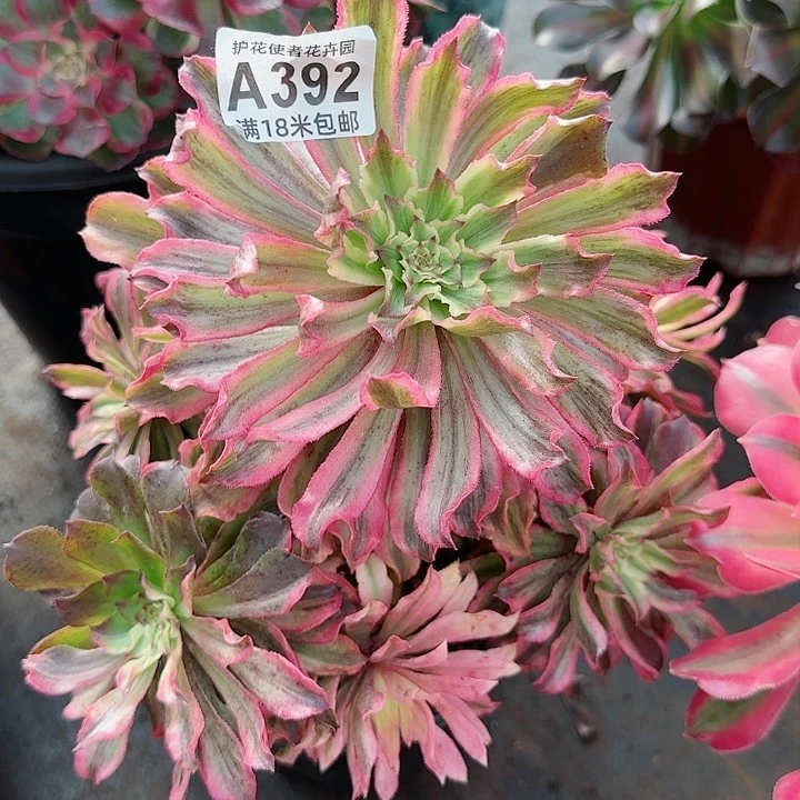 多肉法师昼夜仙墨