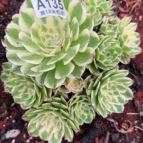 罗*多肉 伊丽莎白多肉法师植物