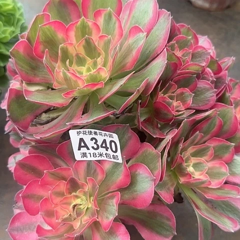 多肉 粉女郎多肉法师植物
