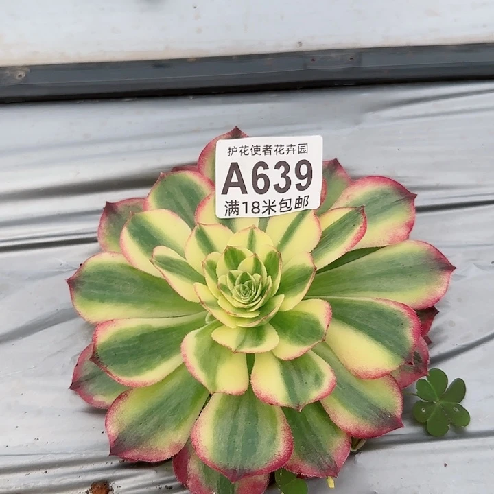 多肉 粉体海王多肉