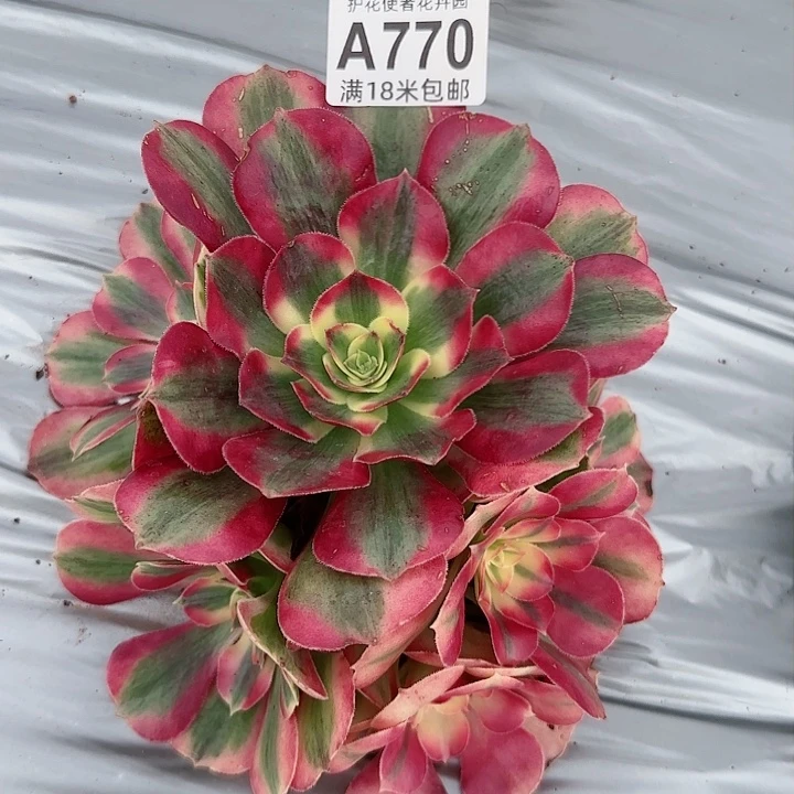 多肉法师粉女郎朵