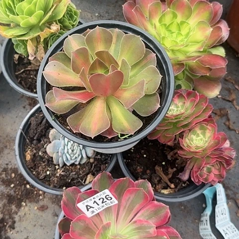 多肉 套餐福利多肉法师植物