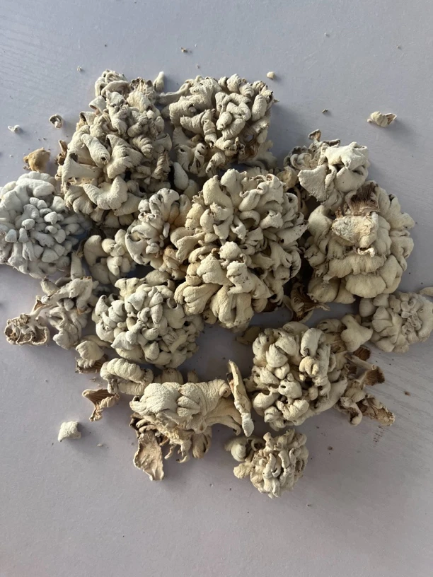 【农副产品】云南高原山地大白参～菌