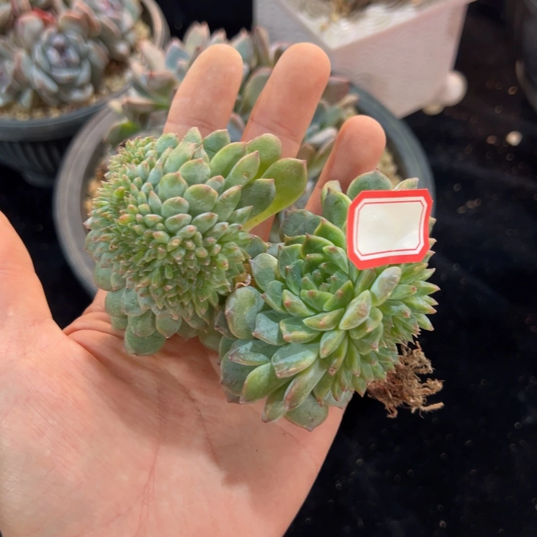 新年快乐 新年快乐 新年快乐 新年快乐