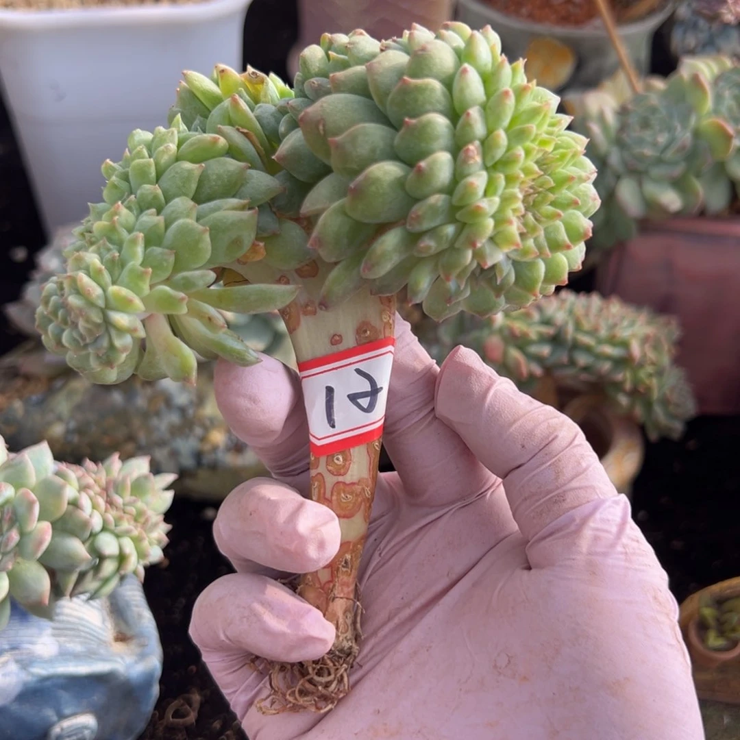 新年快乐啊小可爱小可爱888888