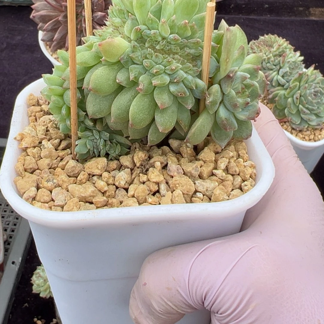 太*新年快乐啊小可爱88888