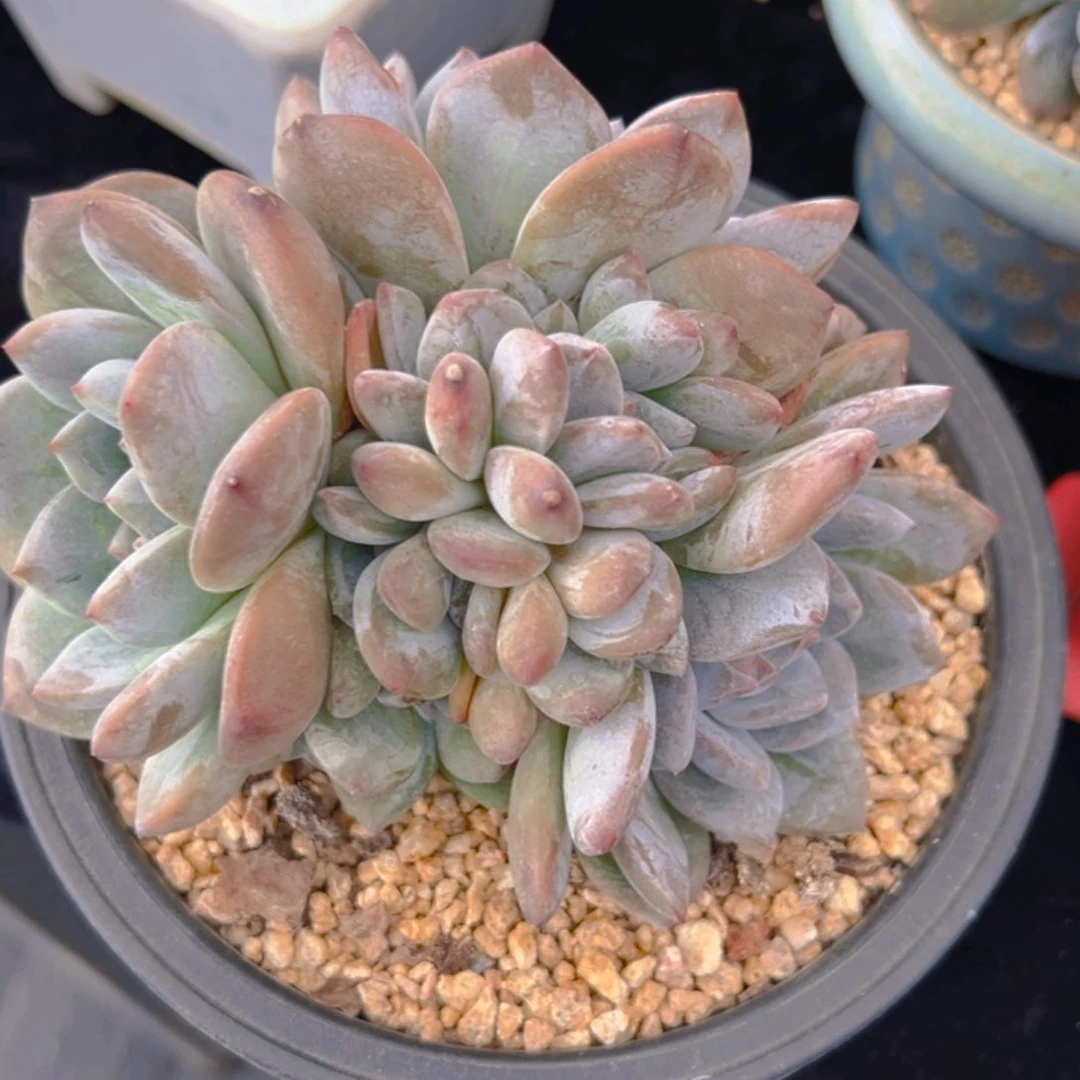 ?新年快乐啊小可爱8888