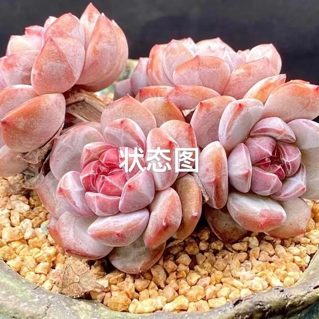 云南双头正版日系石榴心星影多肉粗桩老桩高桩
