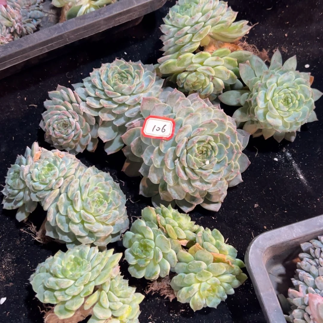 你***有新年快乐。新年快乐 新年快乐 新年快乐 一筐