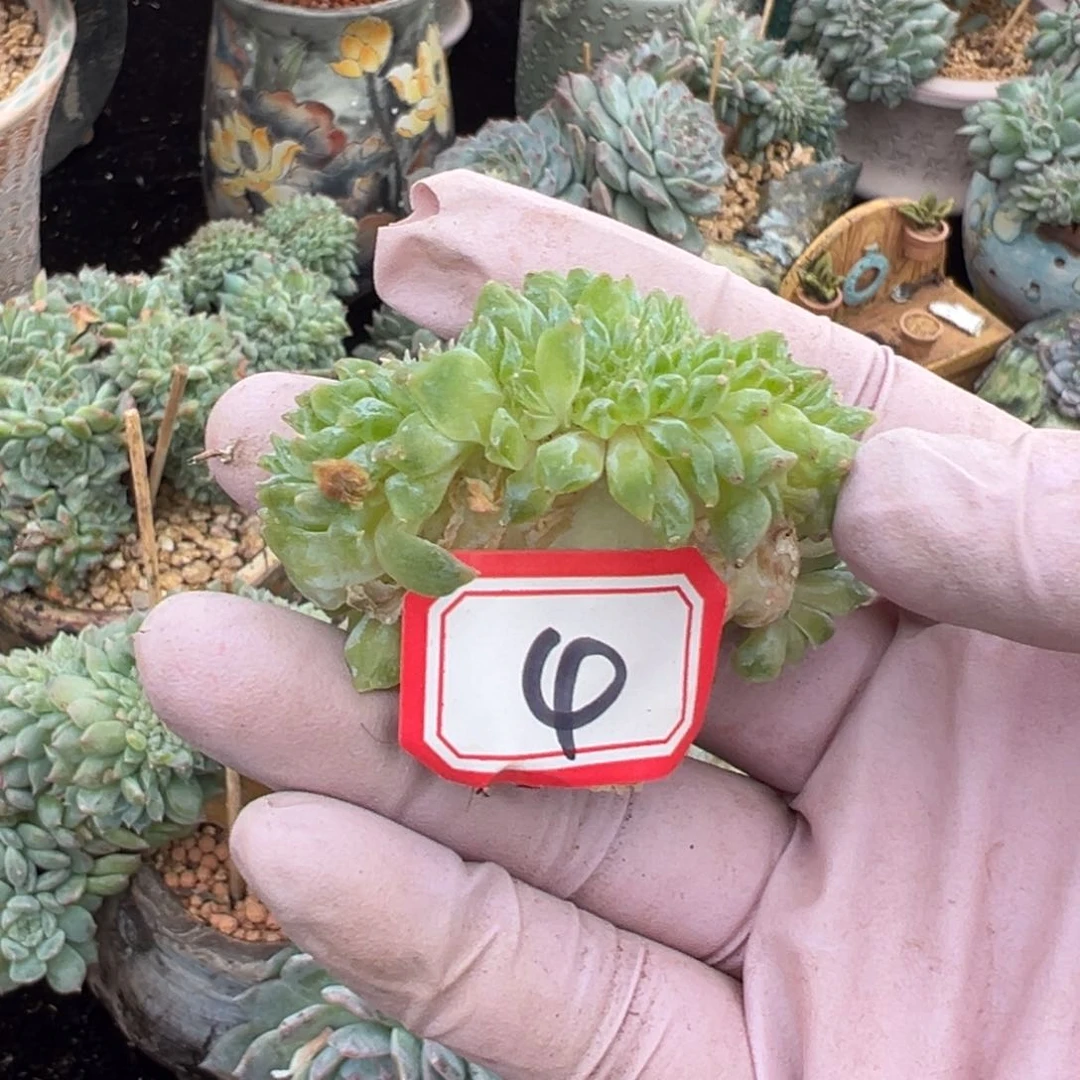 新年快乐啊小可爱888888有瑕