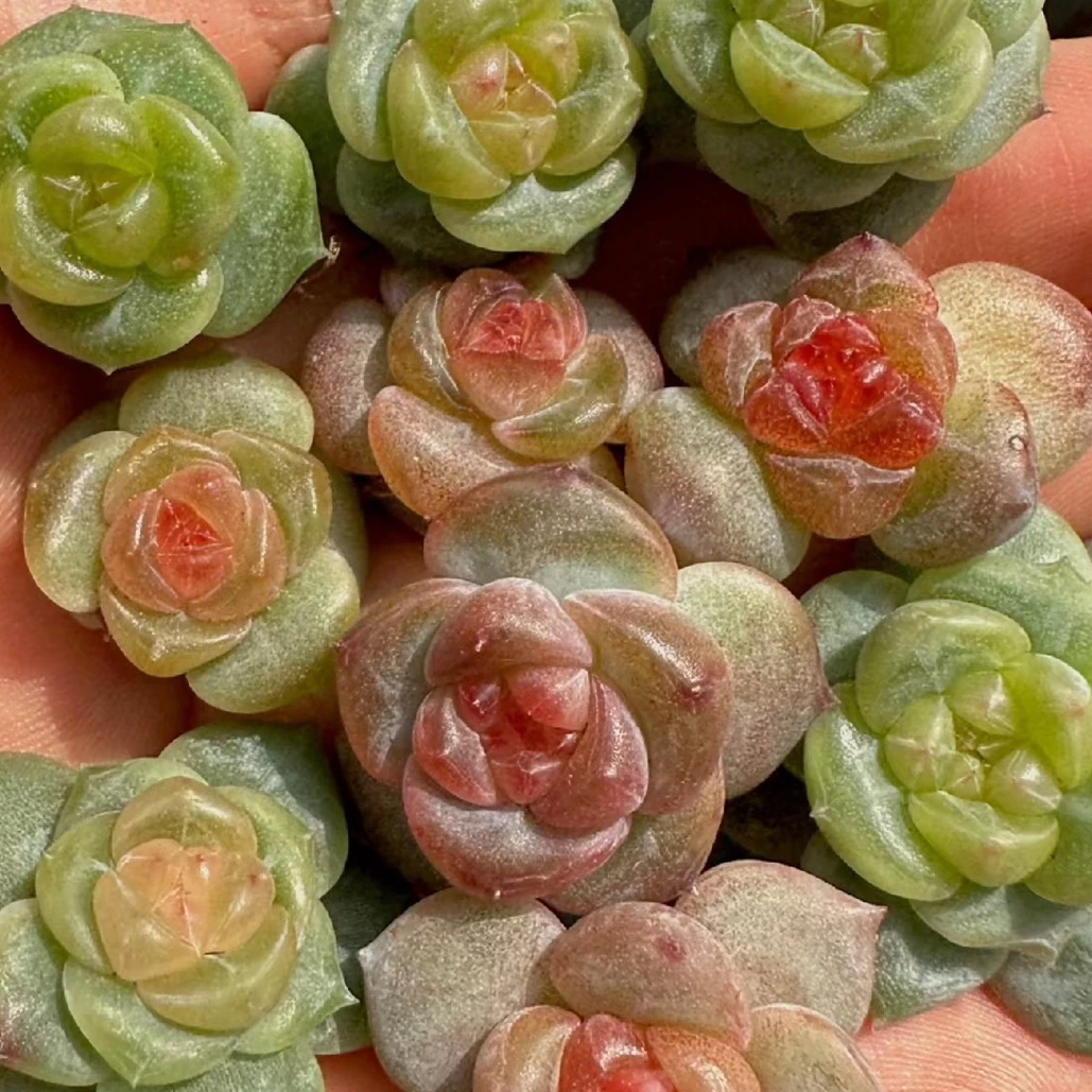 溏心珍妮多肉琥珀溏心青提溏心