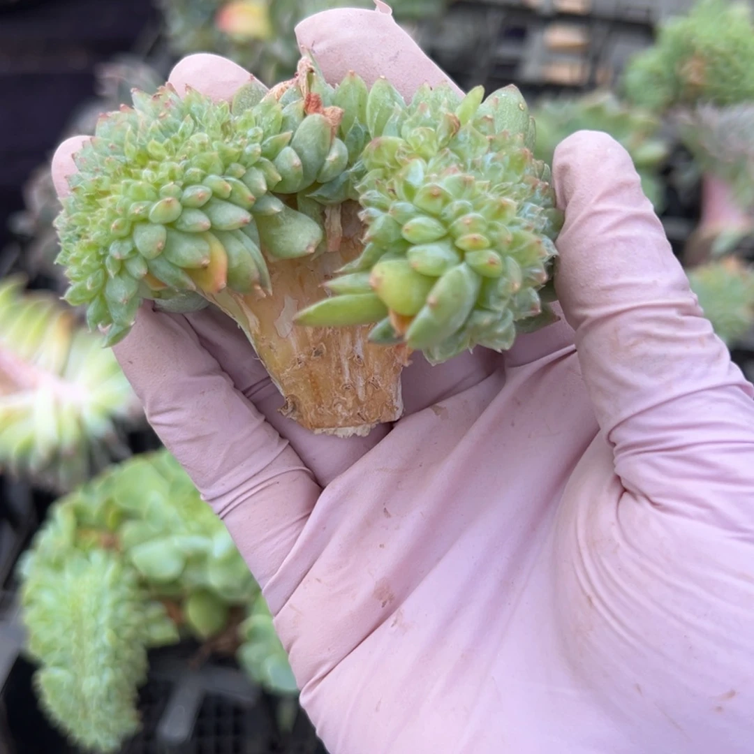 新年快乐啊小可爱们新年快乐8888有瑕