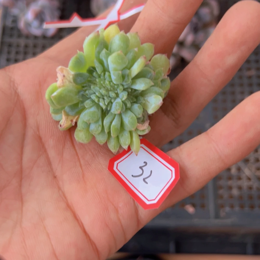 新年快乐哈哈哈哈哈