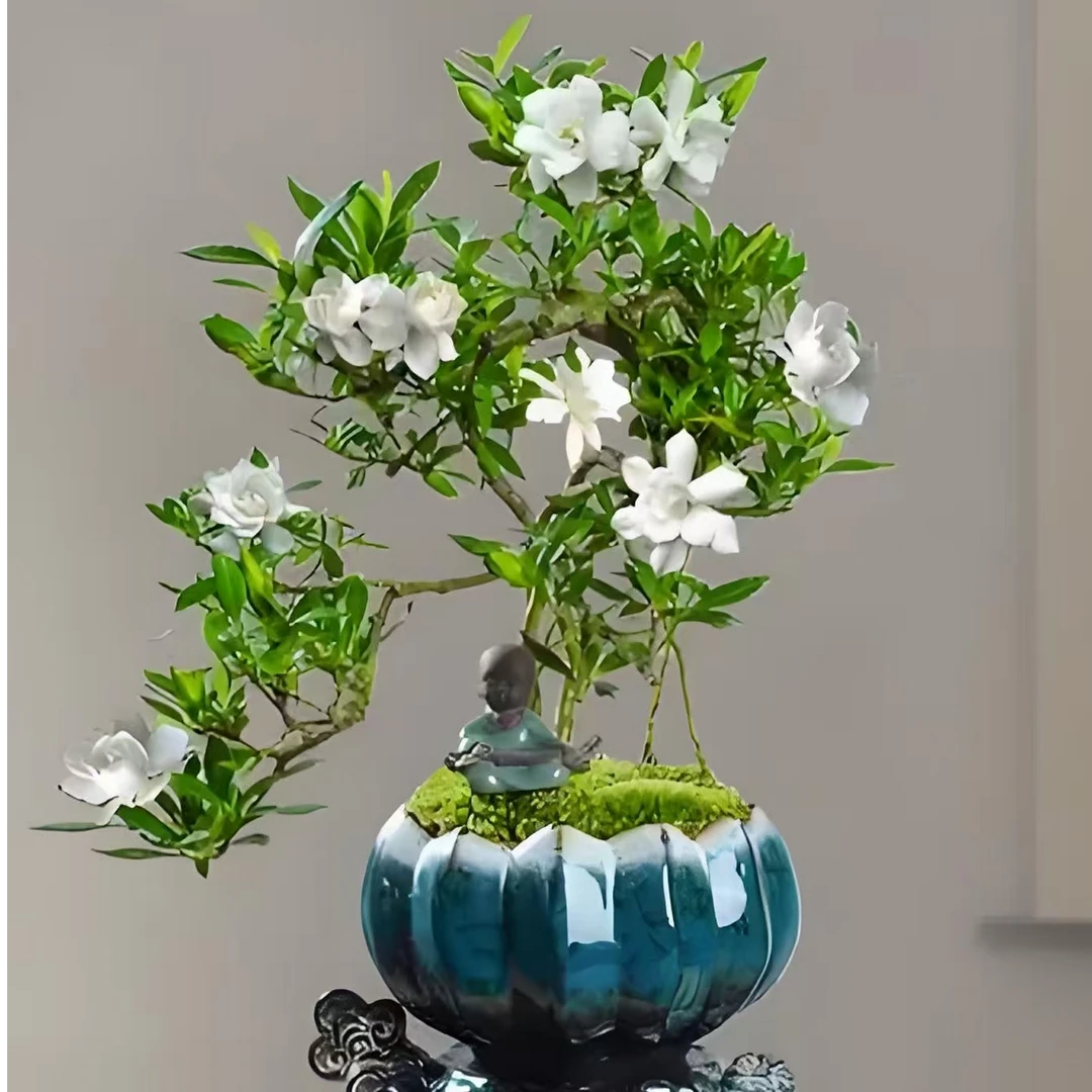 海岛栀子花熟桩盆景素材造景盆景一物一拍