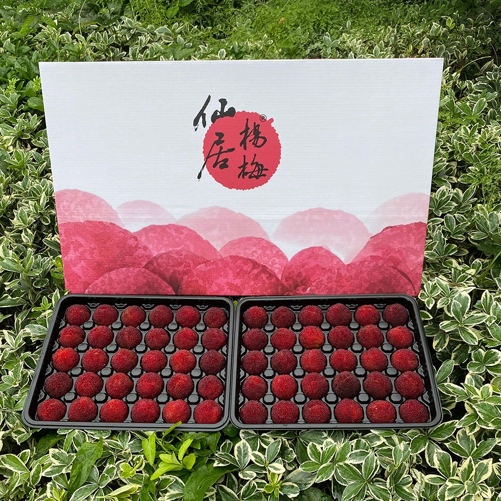 【9A大果现货】正宗仙居杨梅新鲜水果20-25g东魁现摘现发颗粒2.5斤