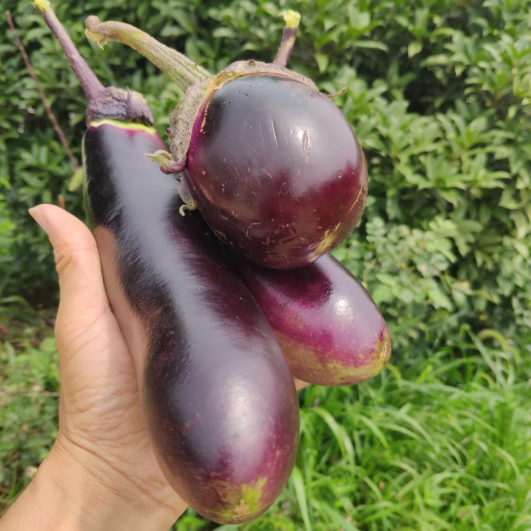 湖北农家菜园茄子4斤包邮