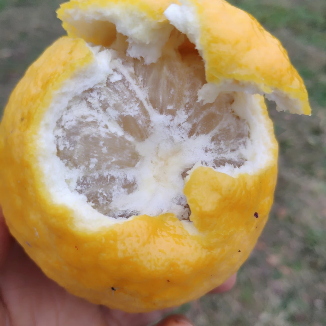 湖北泡柑酸柑子5斤包邮