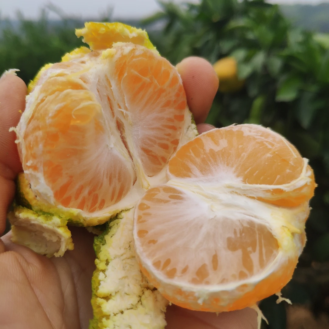 自然成熟蜜桔现采现发自然味道5斤包邮食用味道好