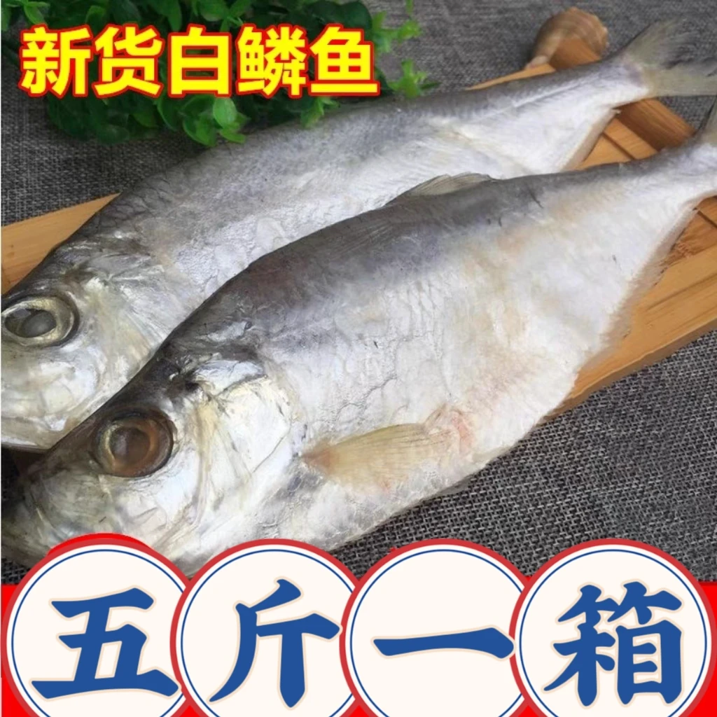 山东白鳞鱼咸鱼渤海快鱼腌制力鱼老式咸鳓鱼个大肉厚蒸炸煎美味