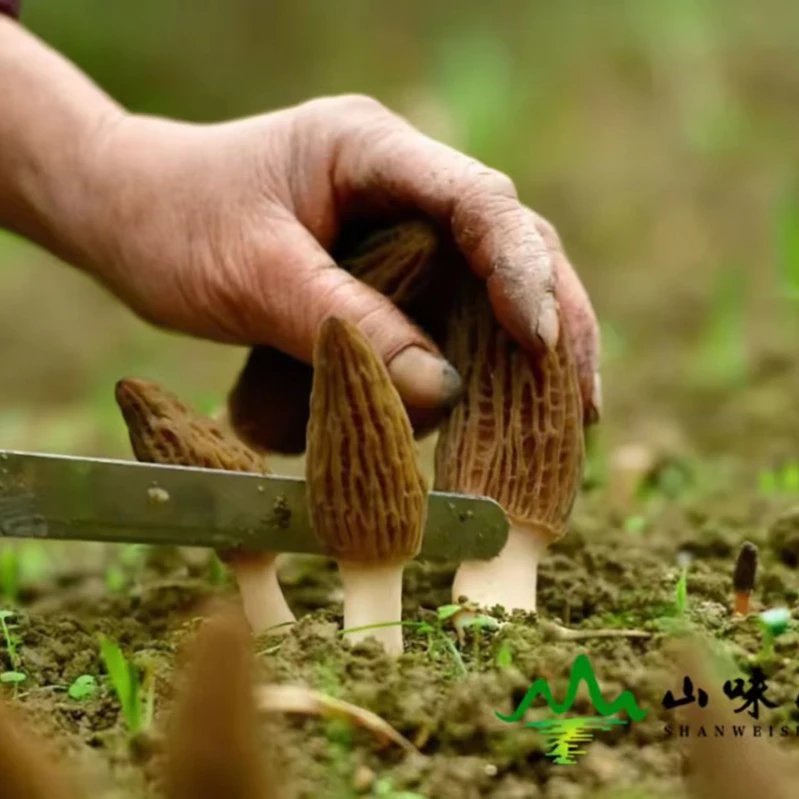 羊肚菌干货特价（直播间为准）