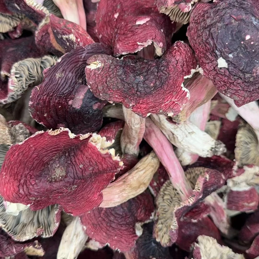 云南野生红菇开平菇100克半斤一斤
