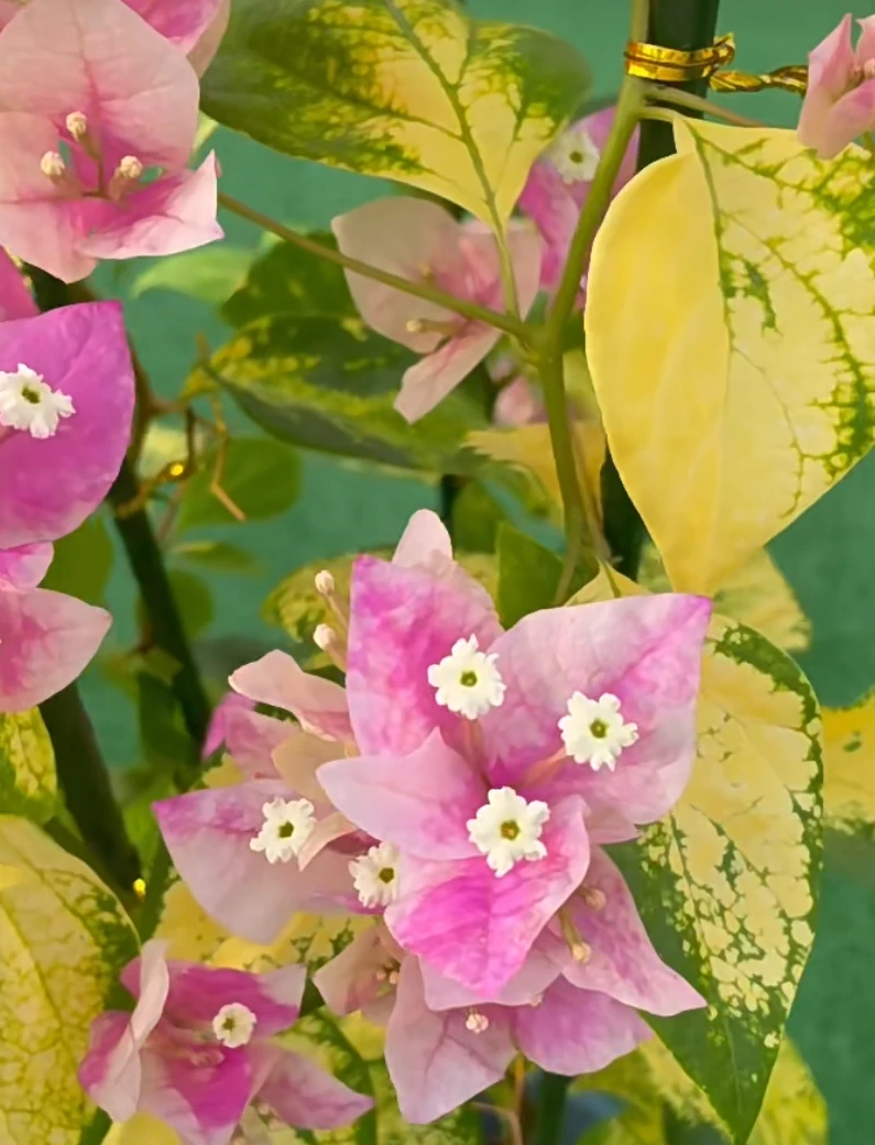 三角梅 斑红樱 四季开花 盆栽绿植