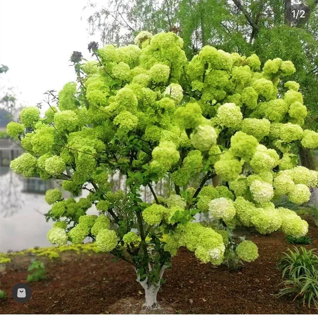 中华木绣球斗球原生苗一物一拍