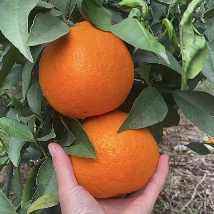 【精品5斤】四川爱媛38号果冻橙产地现摘现发新鲜到家