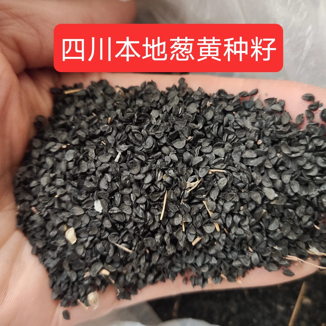 大葱种子四川本地大葱种籽葱黄种