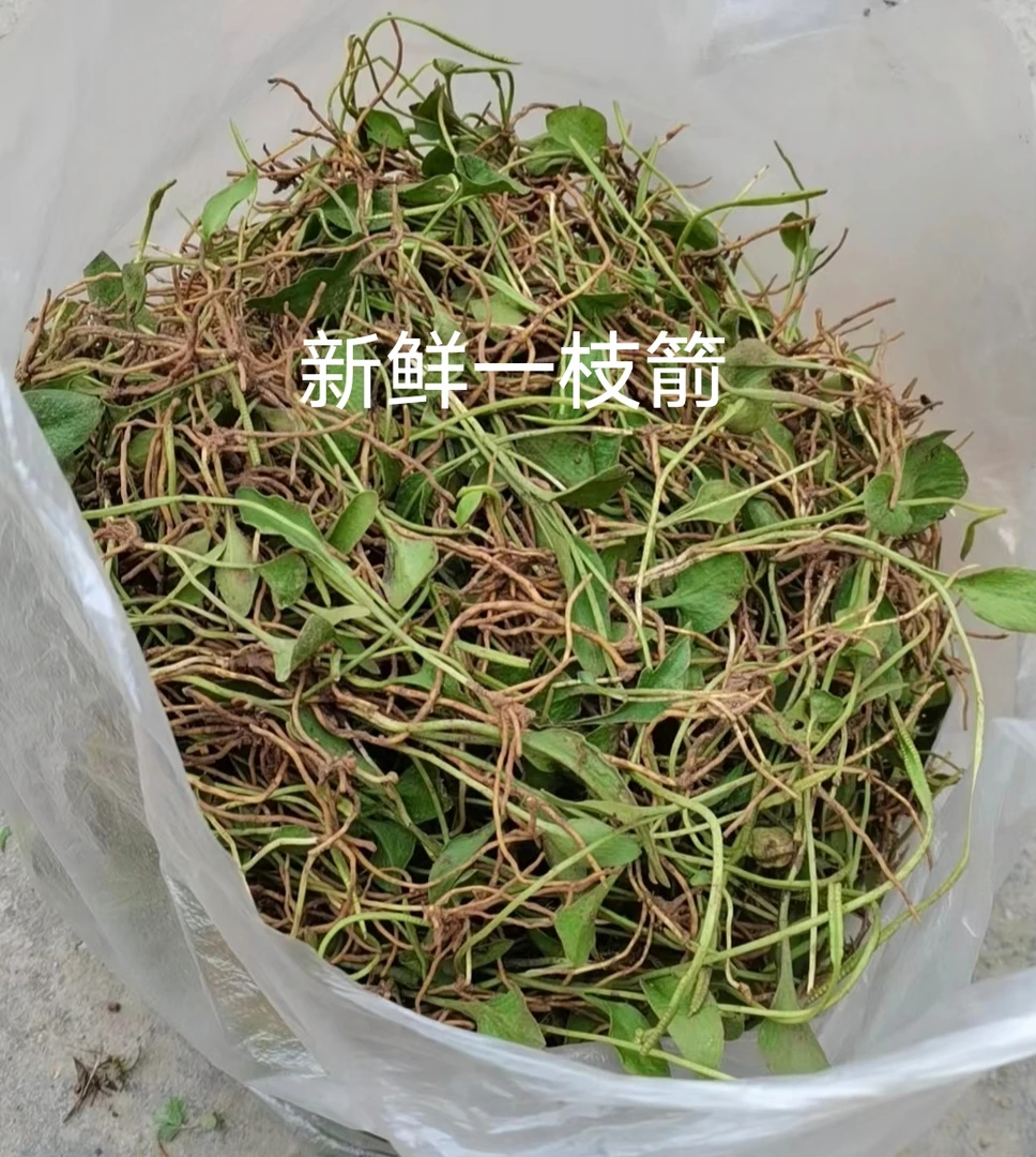 新鲜一支箭野生一枝箭新鲜瓶儿小草蛇舌草青藤蛇咬子