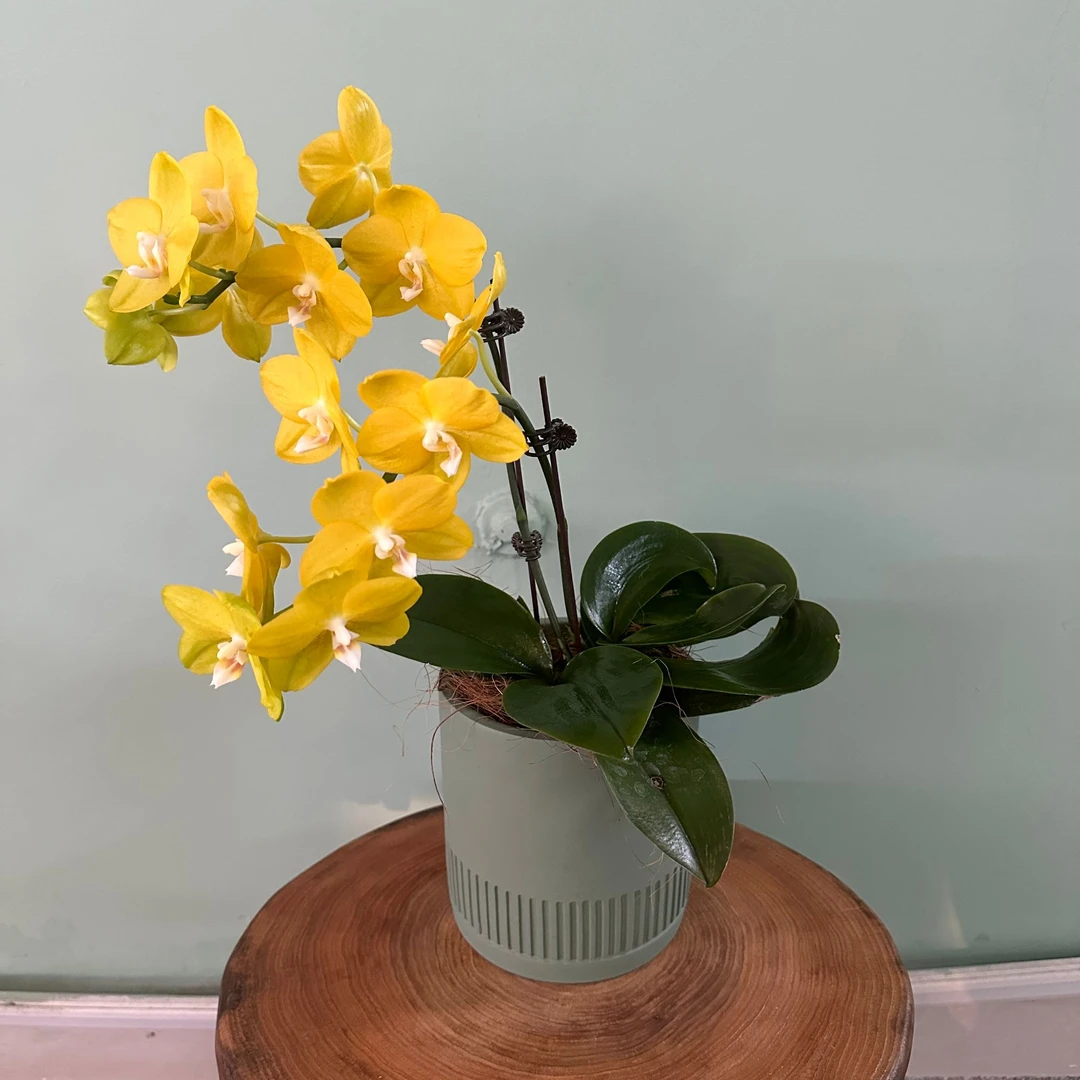 【吉祥如意】蝴蝶兰 绿植盆栽 送礼 年宵花