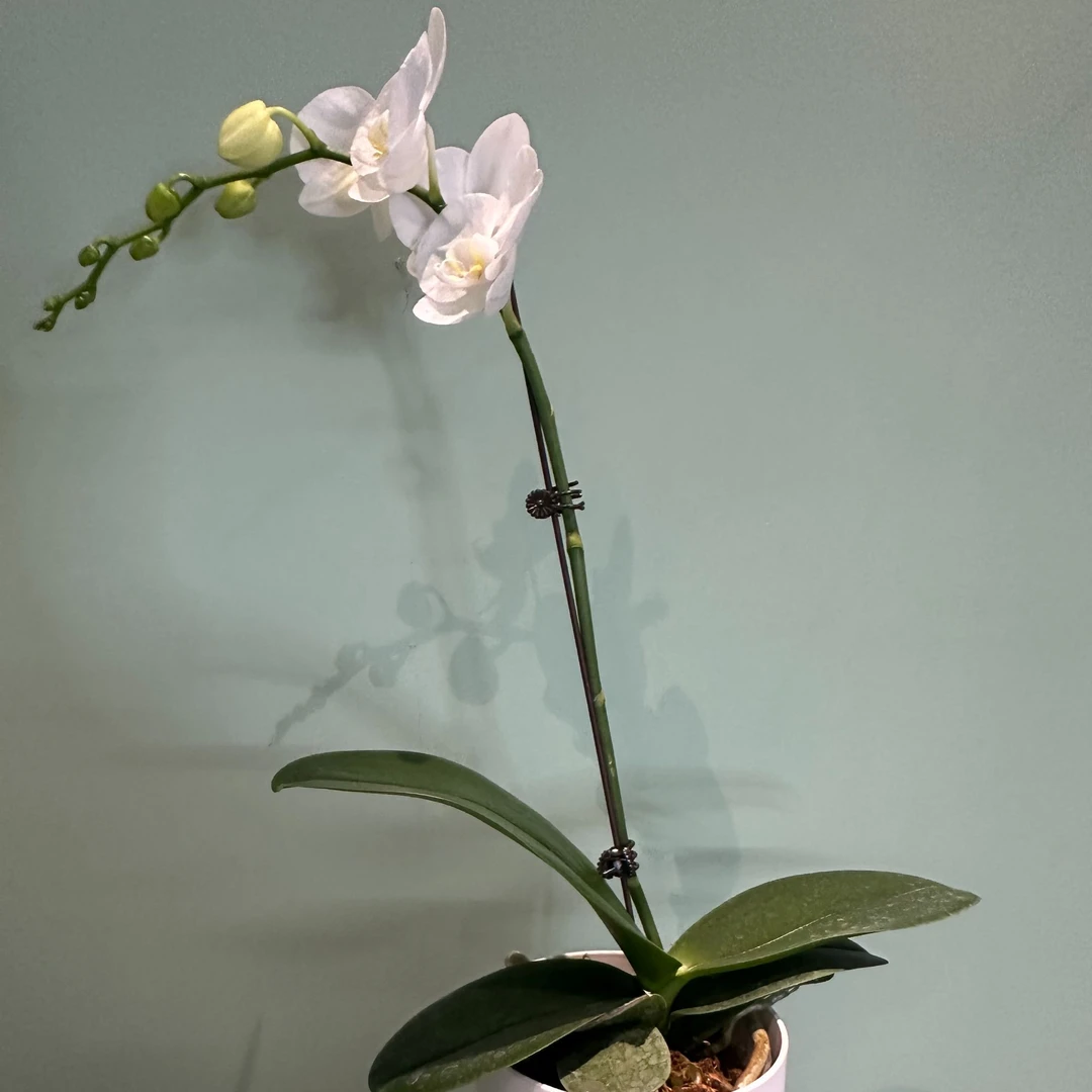 3.5寸蝴蝶兰阿玛单株单梗   桌面花卉