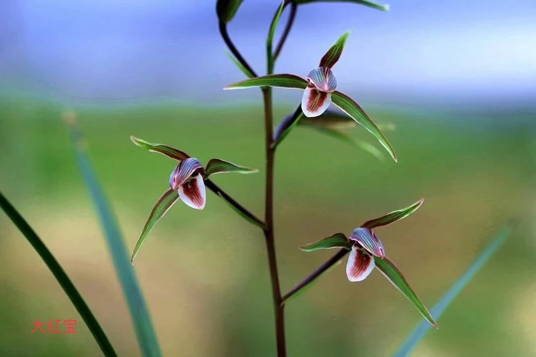 一物一拍 兰花 琳琳兰花专属链接请勿乱拍