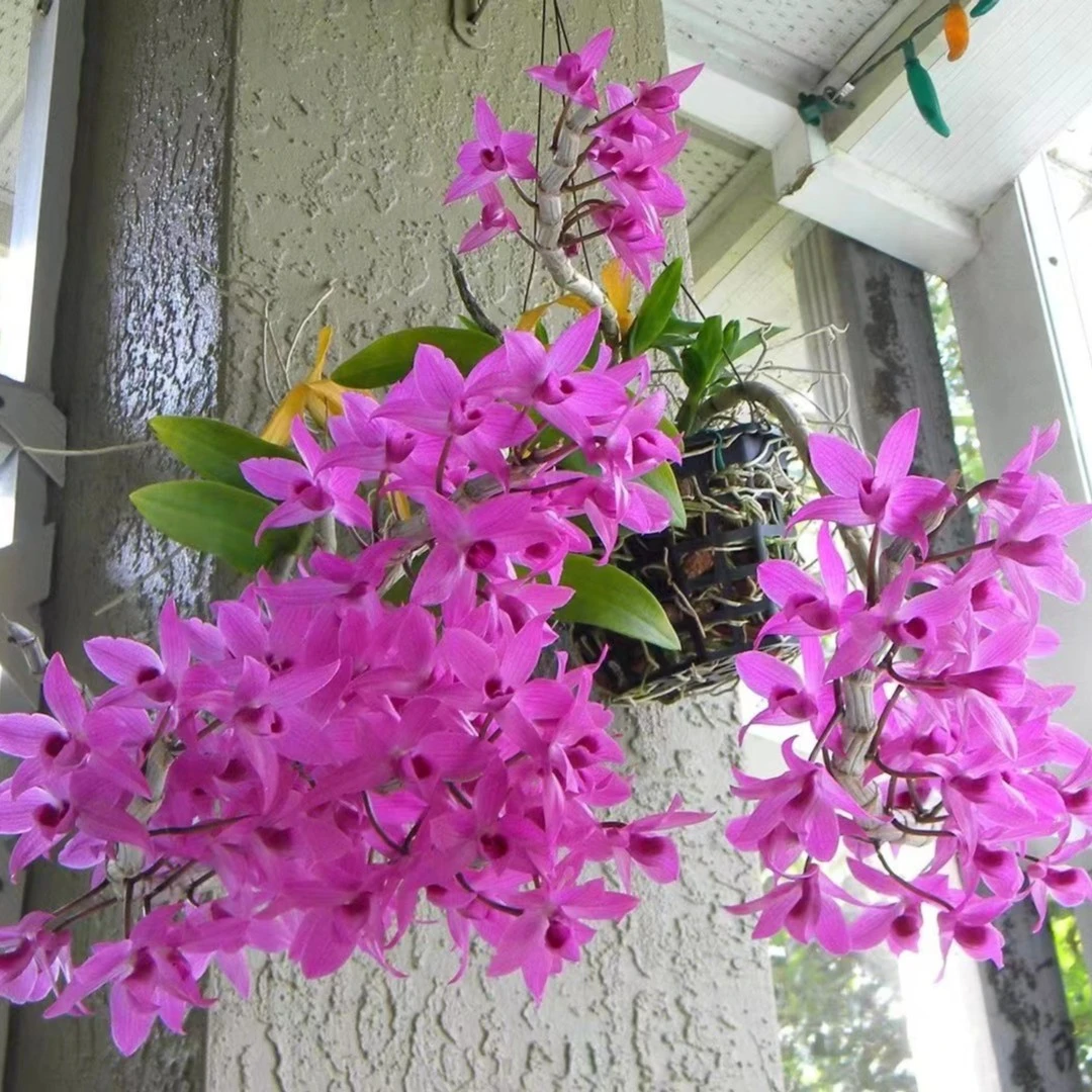 红馒头石斛 浓香 简单易养兰 射核盆栽木桩 直播精选