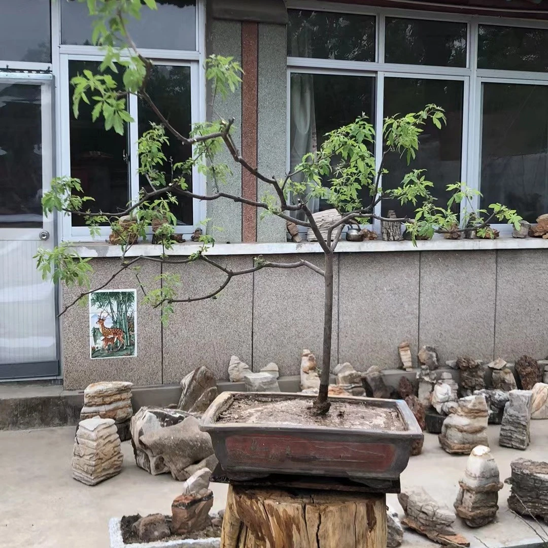 盆景黄荆树高山绿野树