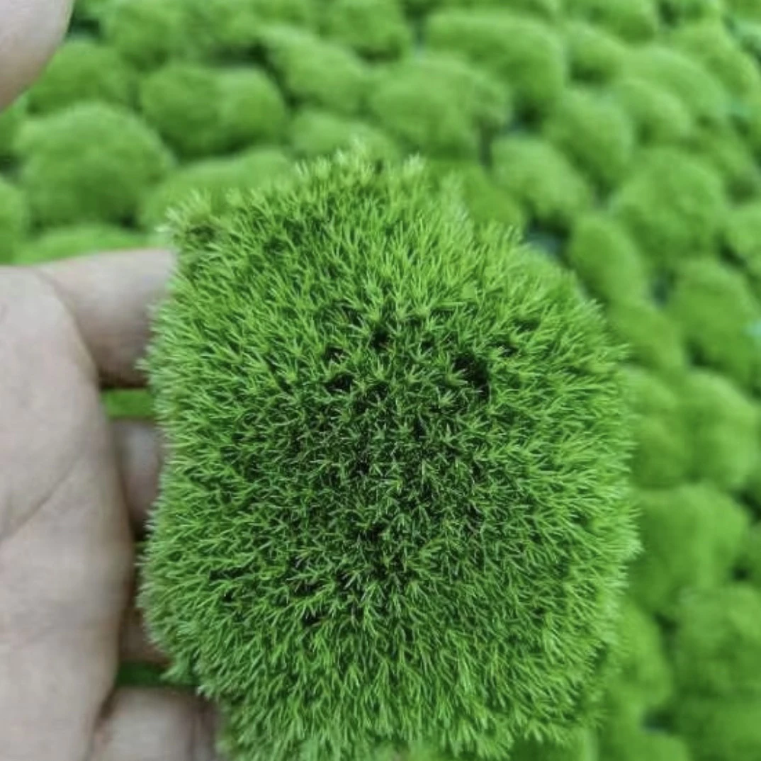 造景生态景观野生苔蘚 青苔
