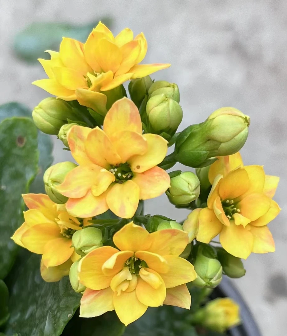 精品长寿 《阿玛瑞丽》130盆