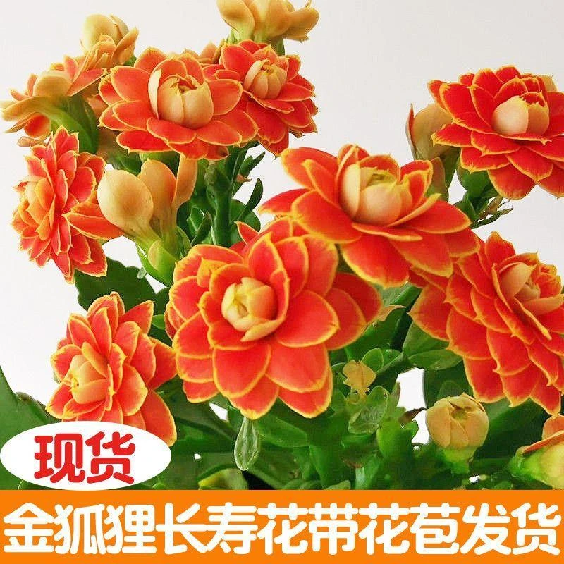 精品长寿花(金狐狸)