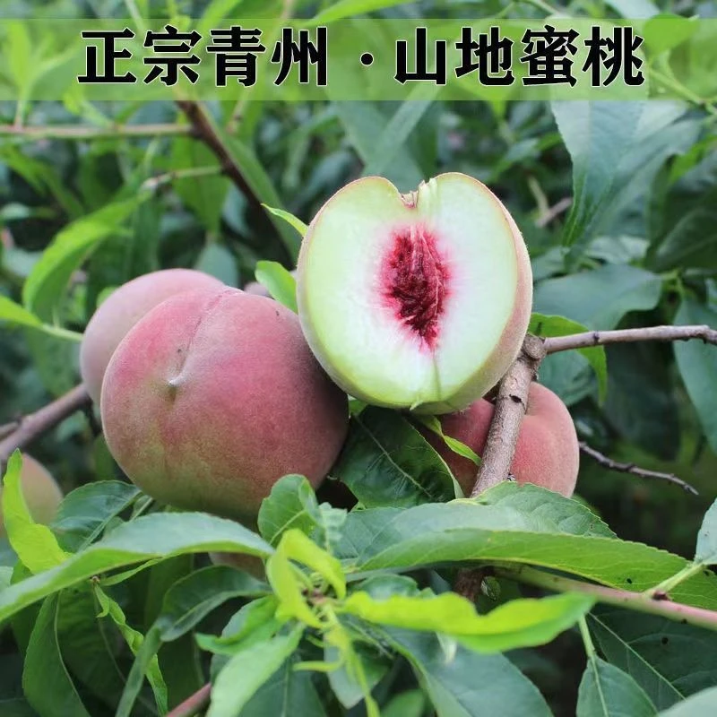 正宗青州蜜桃脆甜离核精品毛桃应季水果新鲜多汁桃子3斤-5斤箱