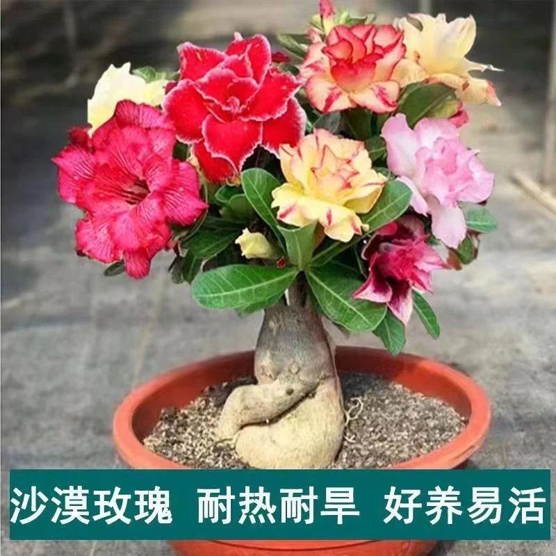 沙漠玫瑰花卉盆栽重瓣四季开花室内阳台老桩庭院基地盆景