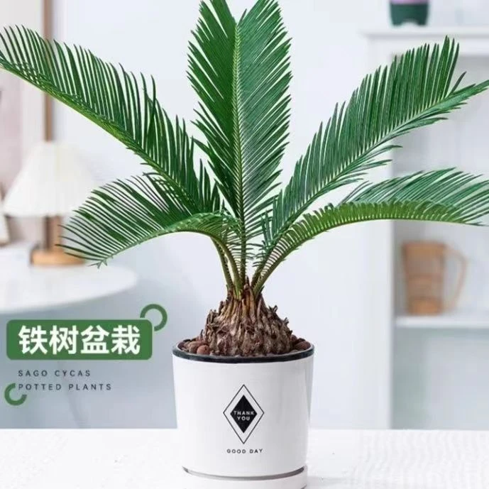 铁树苏铁花卉盆栽室内外桌面盆景小苗庭院绿植四季常青耐寒耐旱