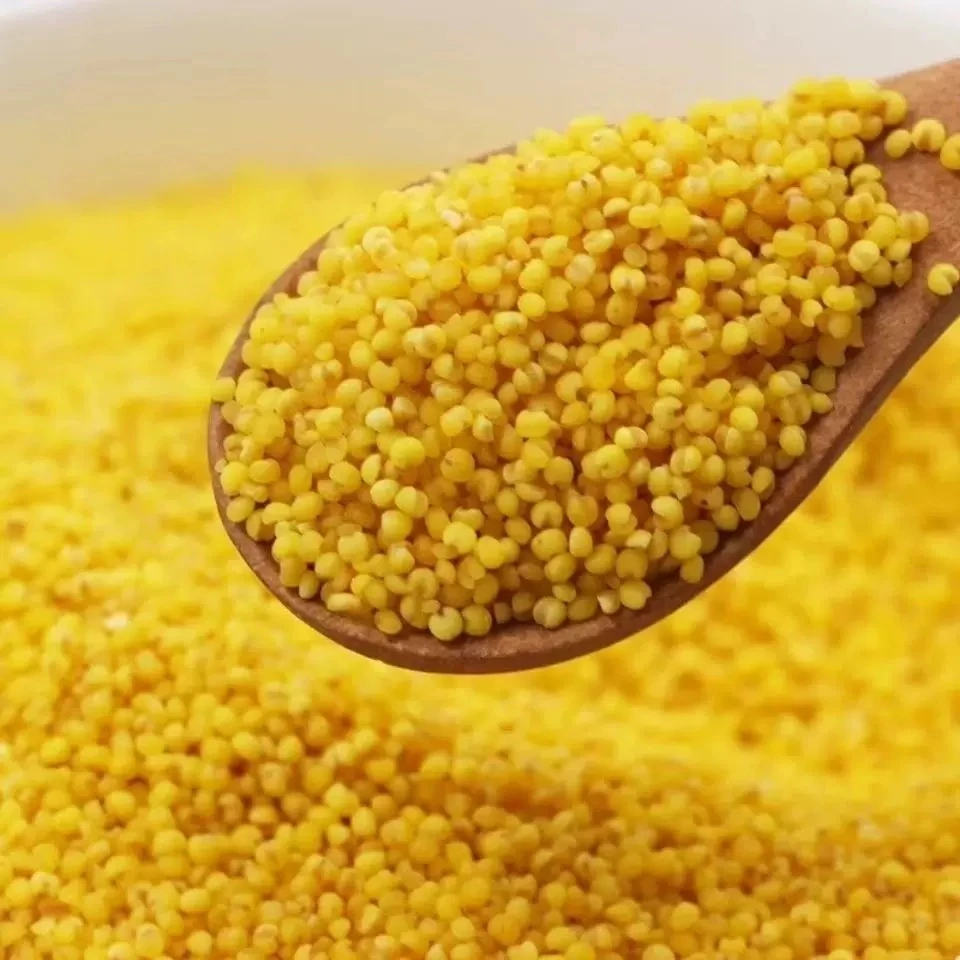 沂蒙山 山地小米5斤装