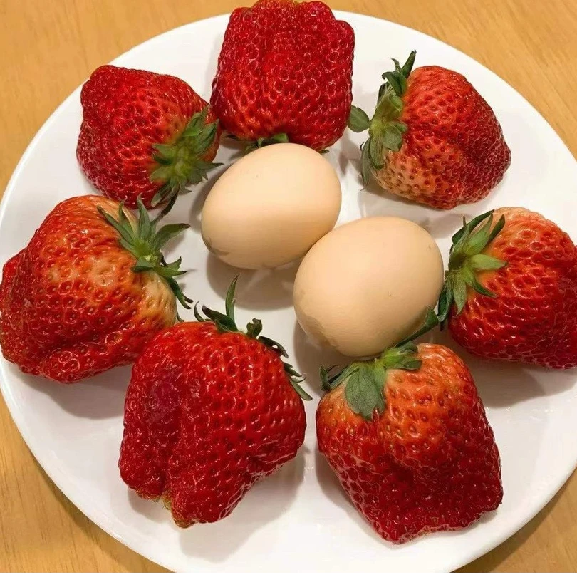 丹东99草莓原产地现摘大漂亮草莓大小混发（介意勿拍）（丑果）