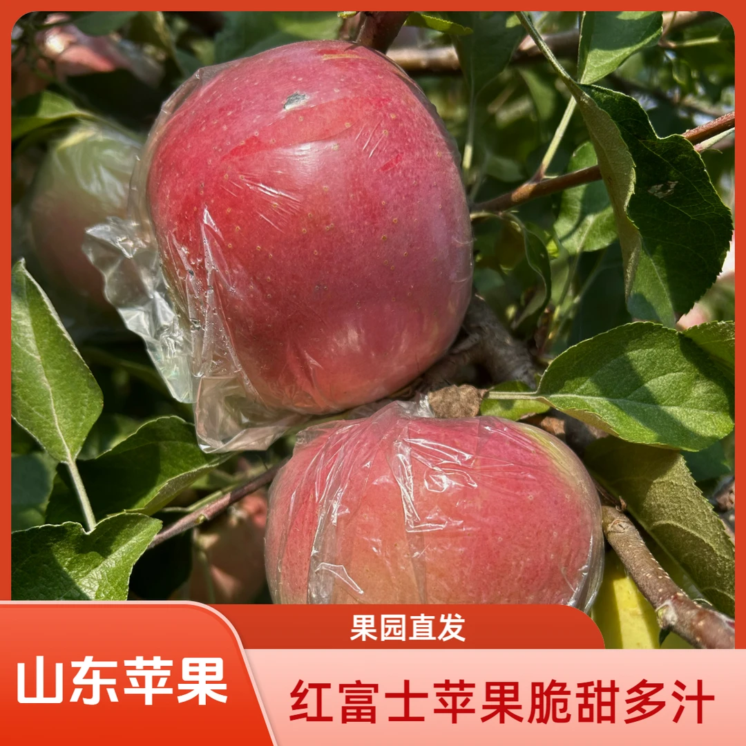 山东脆甜红富士苹果果园直发脆甜多汁原汁原味正宗老富士新鲜苹果