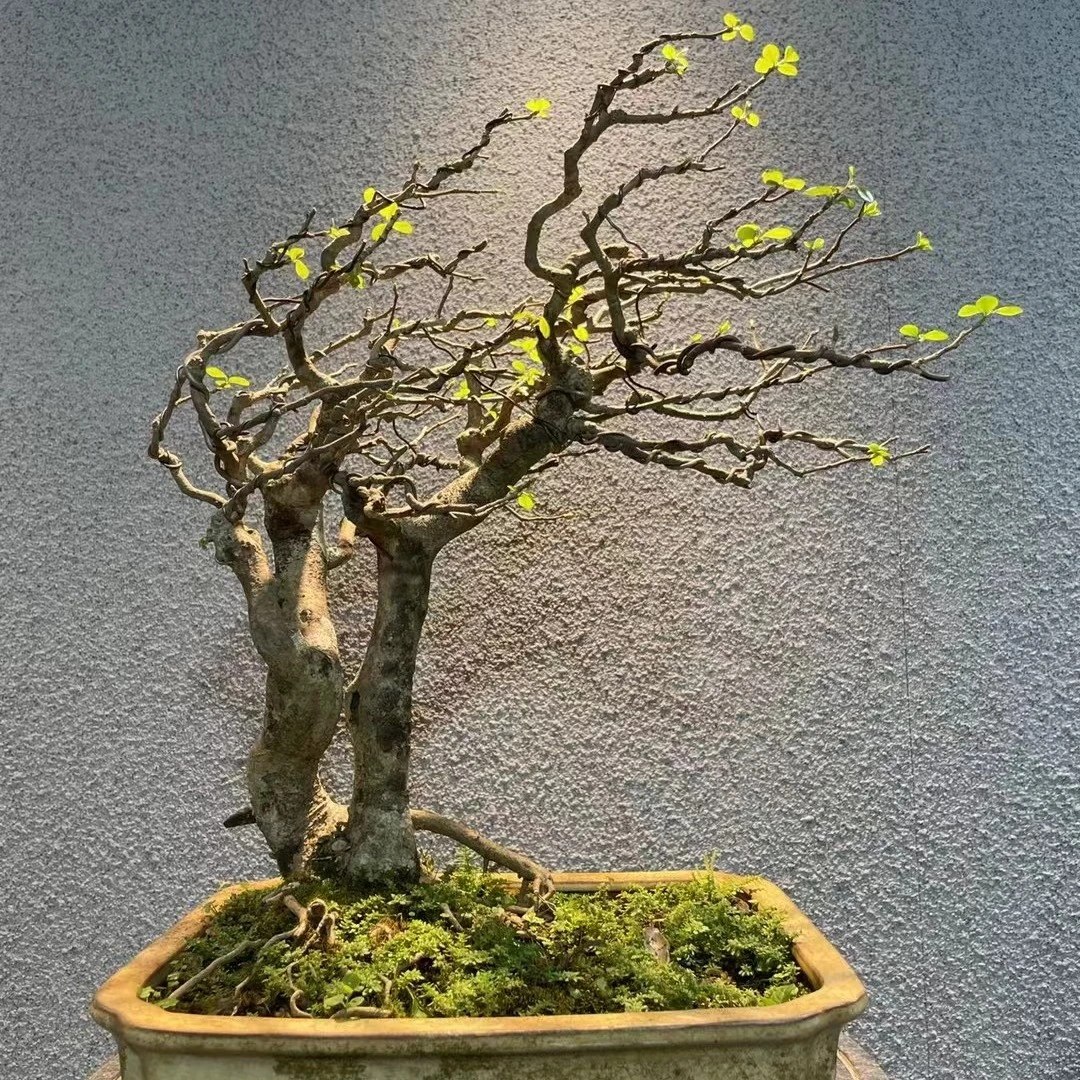 岭南园艺博兰盆景精品（直播间一物一拍）