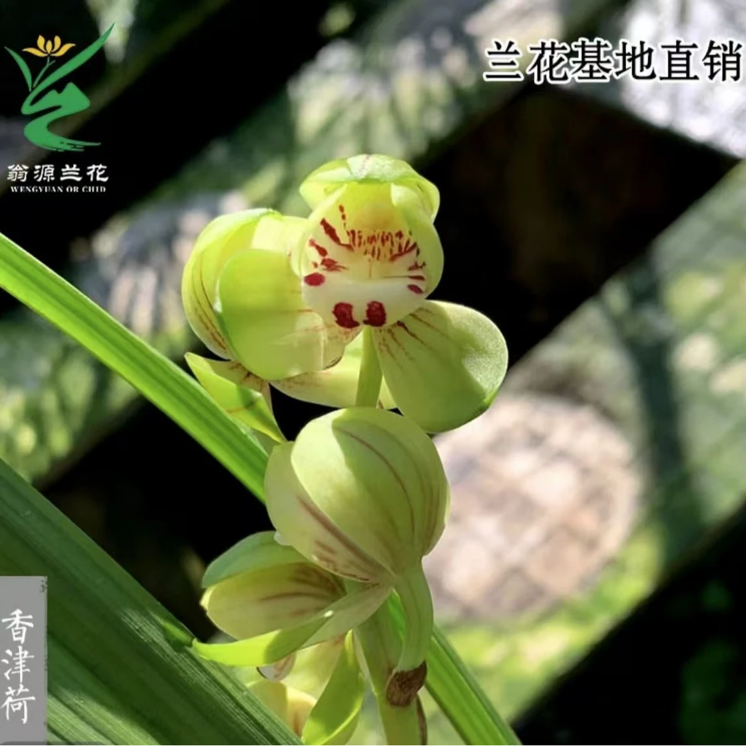 【忆香荷】浓香型荷瓣兰矮种精致茶桌兰花卉办公室绿植