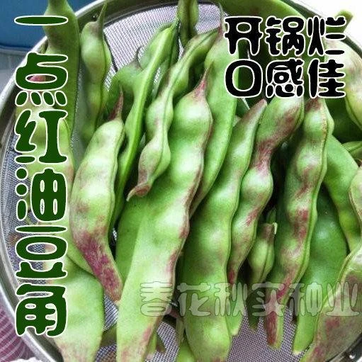 新东北宽油豆角种子开锅烂无筋无柴将军一点红大油豆种子浇水
