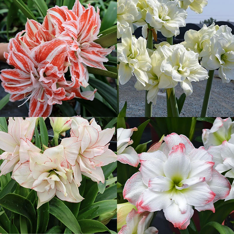 花莳花园 0.3加仑朱顶红盆栽 花苗好看好养花卉