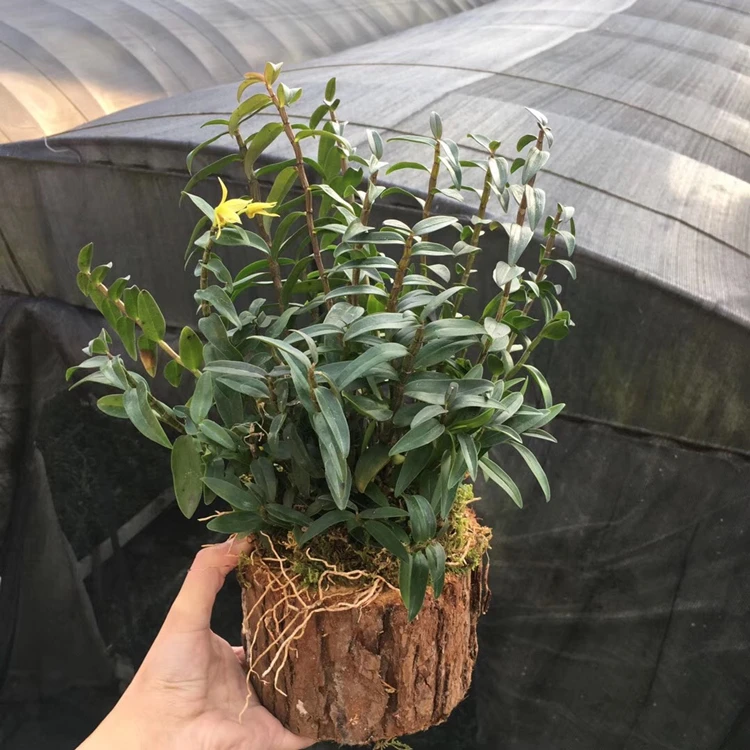 大号木桩盆栽种好发货4-7月开花铁皮石斛苗可食用中华仙草黄色花