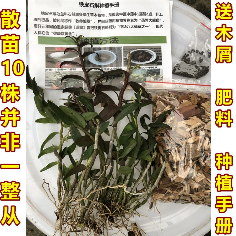 铁皮石斛散根苗 DIY制作盆栽盆景 适合树木石头种植